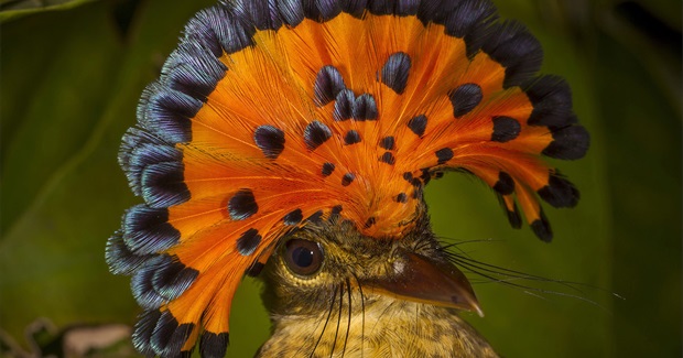 Bolivian Expedition Discovers 1,000th Bird Species