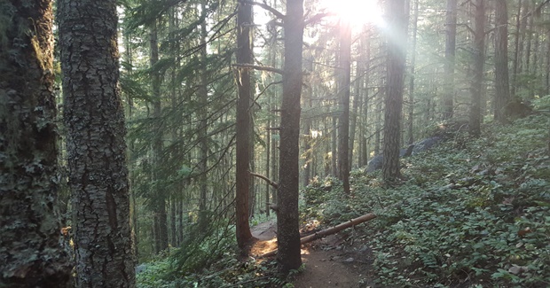 A Healthy Way to Embrace Big Emotions: Take It to the Trees