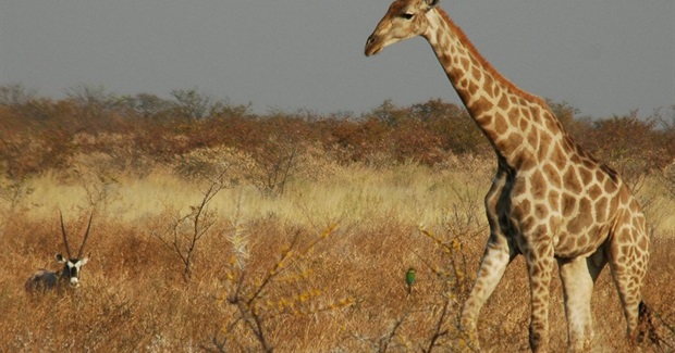 Giraffes Silently Slip Onto the Endangered Species List