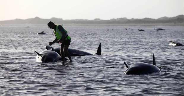 Nearly 200 Whales Stranded on New Zealand Beach