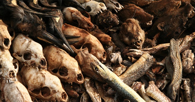 So Many Animals Are Going Extinct That It Could Take Earth 10 Million Years to Recover
