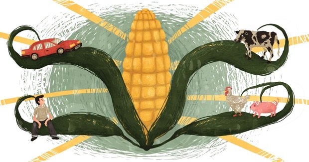 It's Time to Rethink America's Corn System