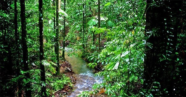 Old Mother Forest