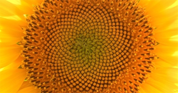 Films For Action — A Social Change-Oriented Alternative to Medium