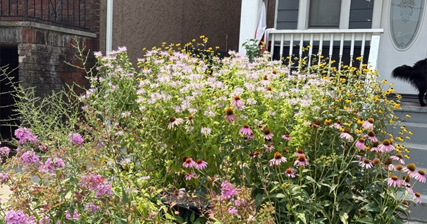 The Case for Rewilding Your Backyard (and Front Yard Too)