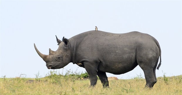 In a Rhino, Everything