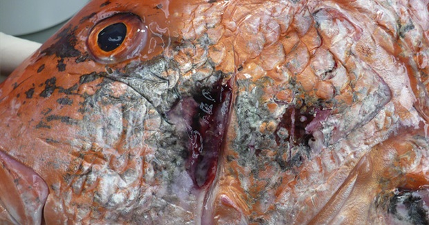 Gulf Seafood Deformities Alarm Scientists