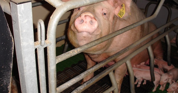 The Cruelties of Factory Farming Shelter Behind a Fairytale Image