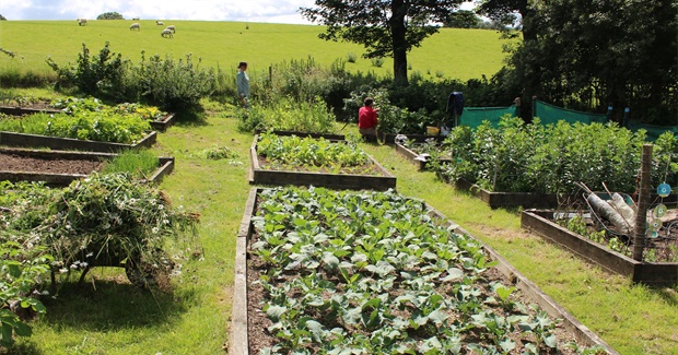 How Permaculture Can Build Resilience and Meet Basic Needs During a Pandemic