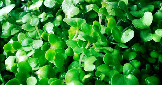 Is Your Food Dead or Alive?