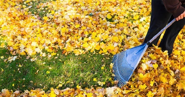 7 Reasons Not to Rake Your Leaves