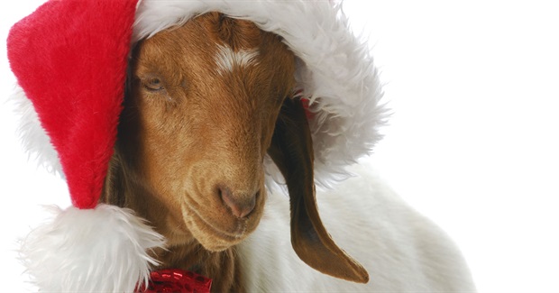 Five Ethical Xmas Presents Where No One Ends up With a Goat