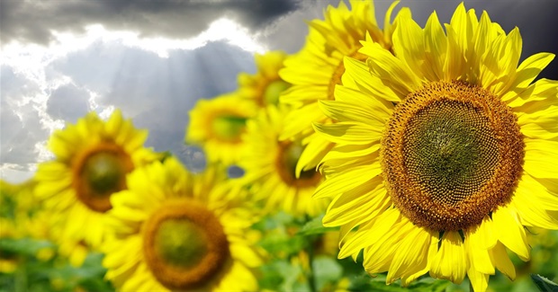 The Pursuit of Happiness: A New Development Paradigm