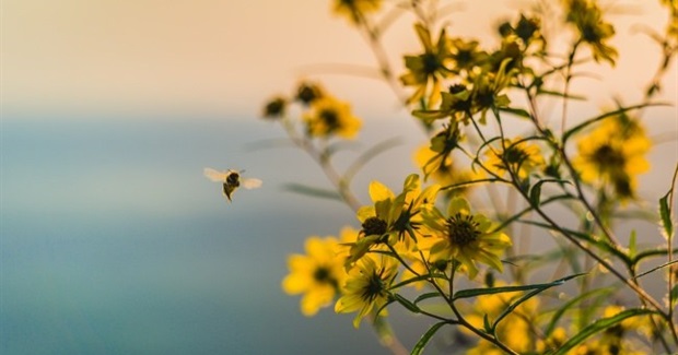 Wild Bees Can Help Honey Bees—How Your Yard Can Support Them