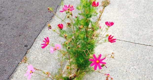 Befriending Hopelessness