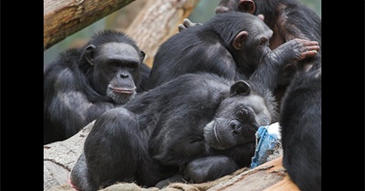 Do Animals have Consciousness, Emotions & a sense of Fairness? | Interview with Frans De Waal