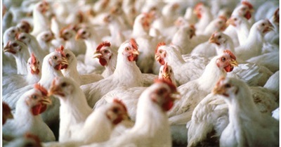 FDA Says Chicken Meat Contains Small Amounts of Arsenic