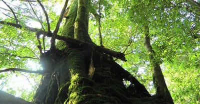 Where Were You When You Fell In Love With Nature?