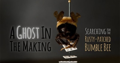 A Ghost in the Making: Searching for the Rusty-Patched Bumble Bee