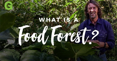 The Forested Garden: What is a Food Forest?