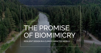 The Promise of Biomimicry