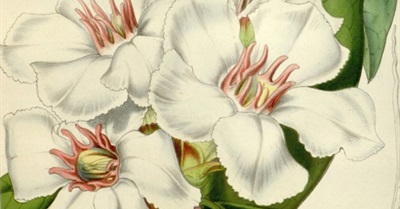 Ouabain, Nature's Perfect but Forgotten Remedy for Heart Disease