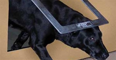 Kennel Doors for Dogs