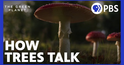 How Trees Talk to Other Trees with the Help of Fungi