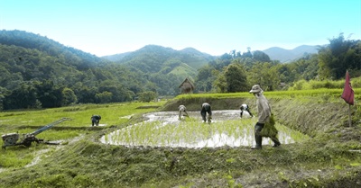 The Magic of a Simpler Life With Rice