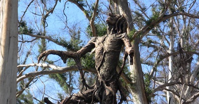 ANIMA MUNDI: Permaculture, Peak Oil, Climate Change and the Soul of the World