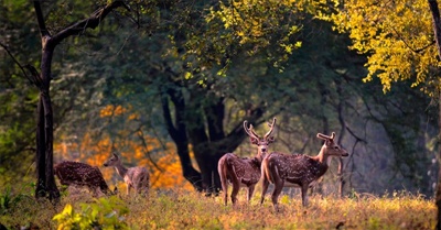 Corbett tiger reserve