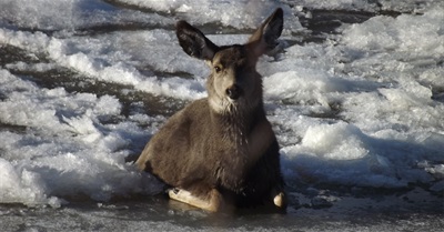 Deer Rescued from Frozen River near Drumheller, Alberta