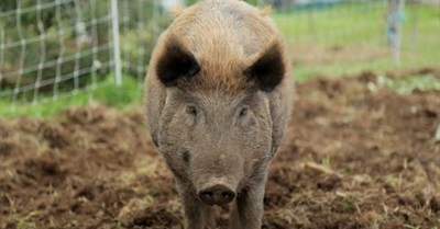 Permaculture Mandala Gardens With Chicken Tractors - Purple Pear Farm