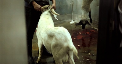 Sacrifice: A Slaughterhouse Documentary