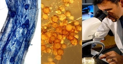Mycorrhizal Applications 101