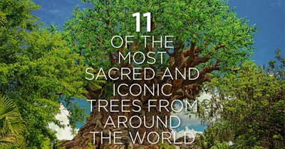 11 of the Most Sacred and Iconic Trees From Around the World