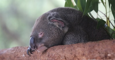 'Sitting on the Edge of a Knife': Deforestation Ramps up in Queensland