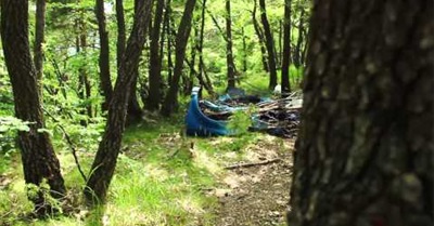 'Bird in Upcycled Nest' by Eco Art Installations (June 2014)
