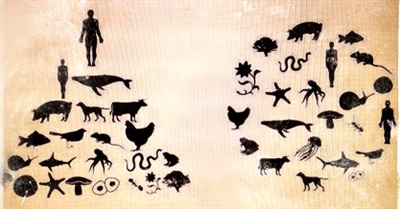 What Is Biocentrism?