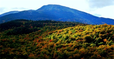 Industrial Civilization Has Halved the Number of Trees on the Planet