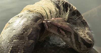 Hampi - Valley of the Kings - documentary about wildlife conservation in India