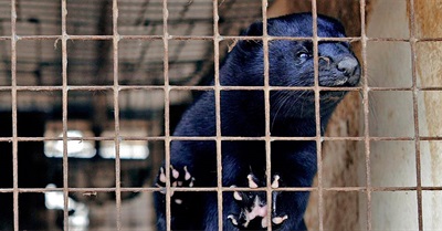 FBI Don't Consider Dylann Roof a Terrorist But Say Animal Rights Activists Are