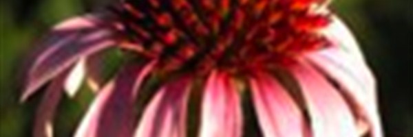 New medicinal garden public planting event
