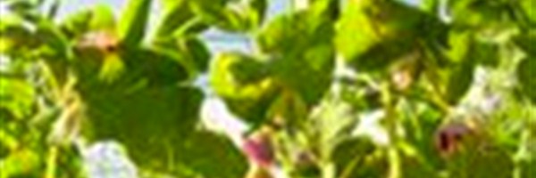 Third Annual Lawrence Food Garden Tour
