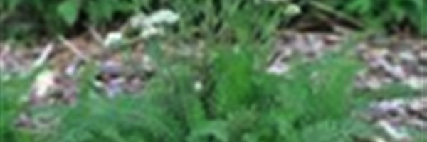 Medicinal demonstration/show garden planting party