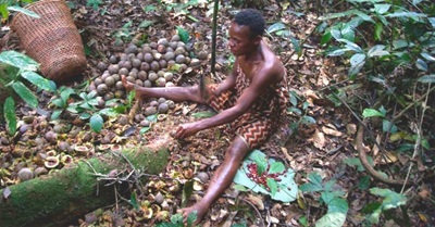 Why Survival International has made a formal complaint to the OECD against WWF