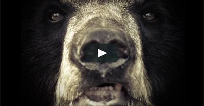 How Much Can You Bear? Take The Bear Endurance Test