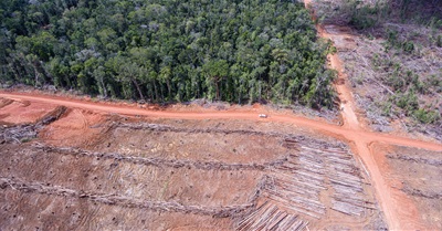 The Devastating Deforestation of West Papua for the Palm Oil Industry