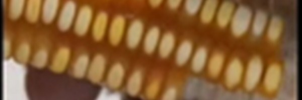 Scientists Under Attack: Genetic Engineering in the Magnetic Field of Money