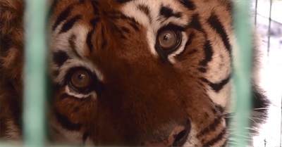 Zoochosis: The Disturbing Thing That Happens to Animals in Captivity